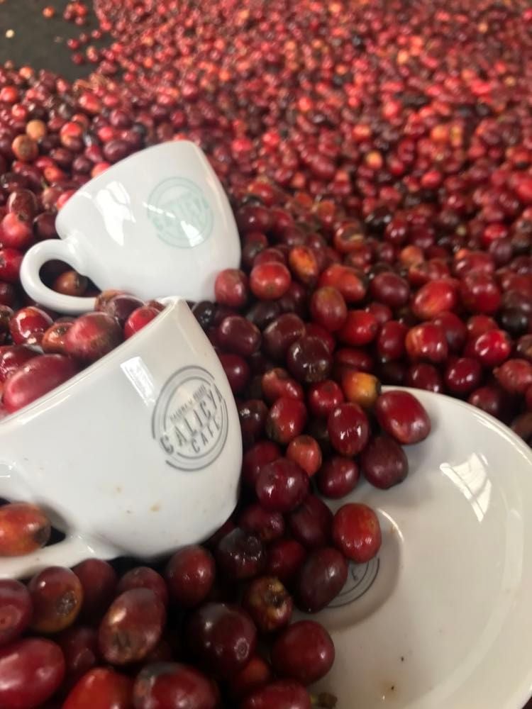 Galicya cafe - coffee roaster