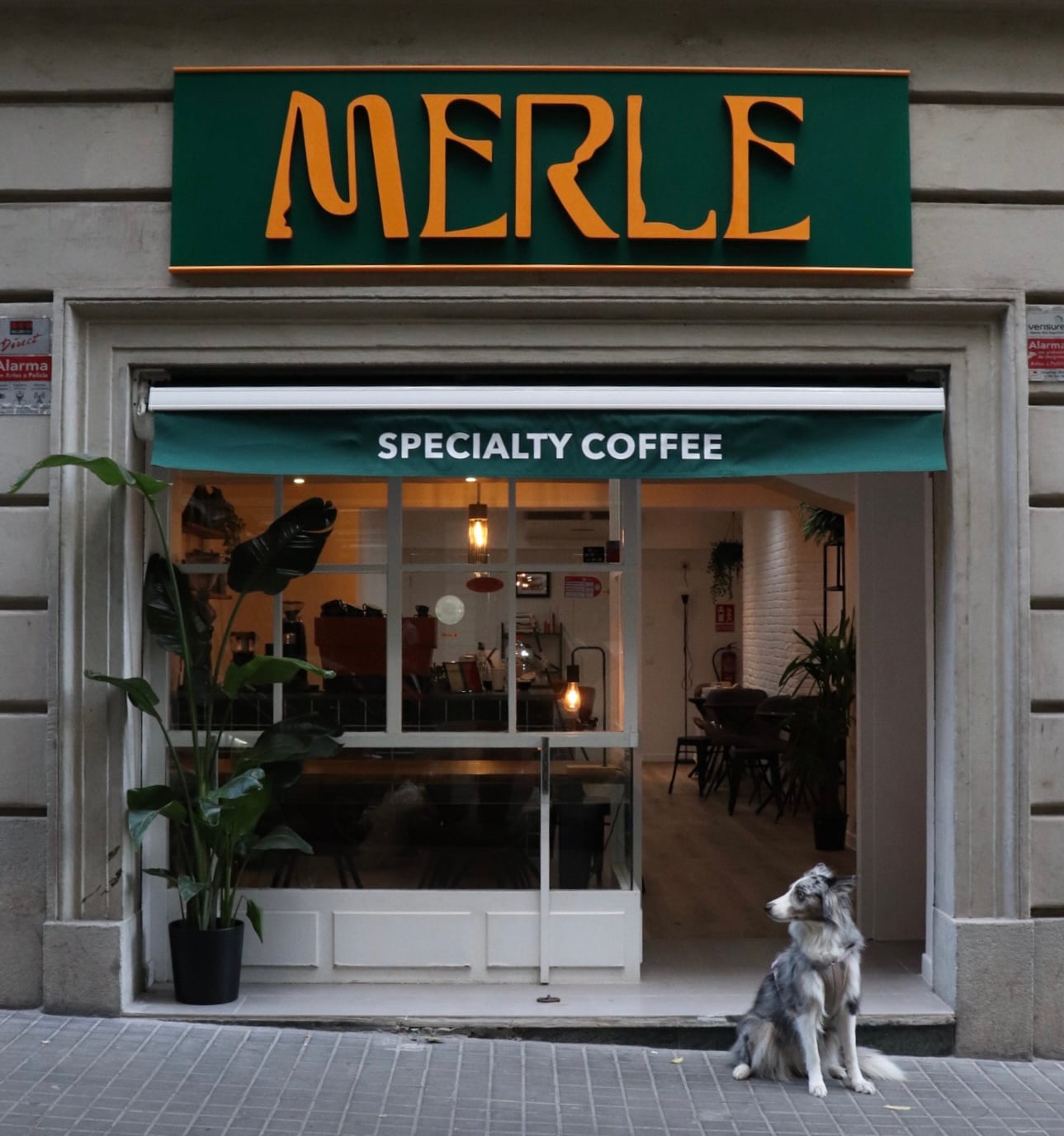 Merle Coffee interior
