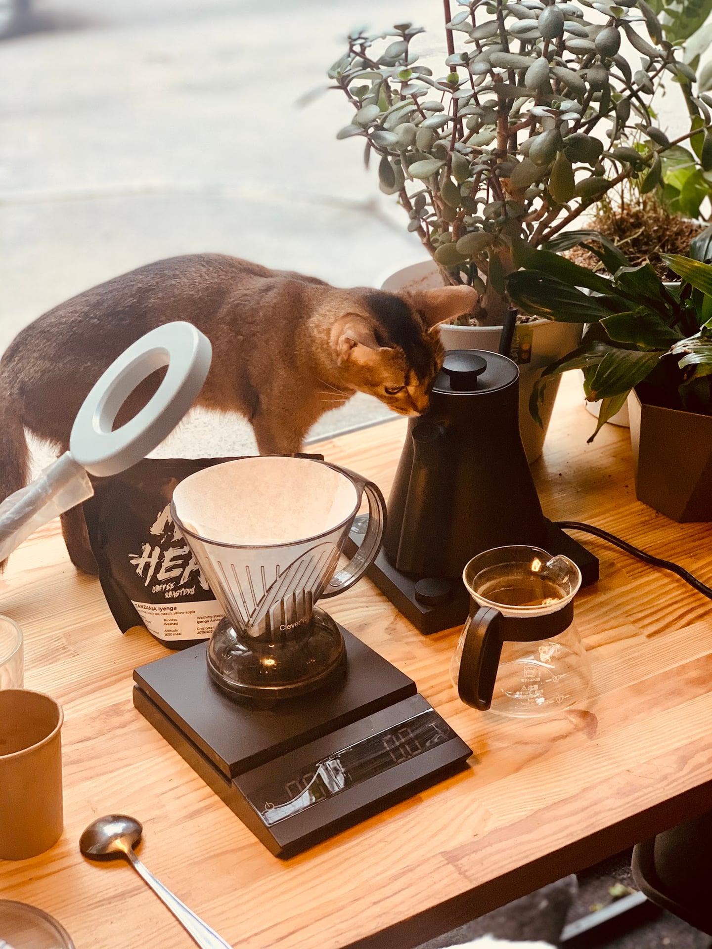 Photo of Cats and coffee | Киці та кава | 12+