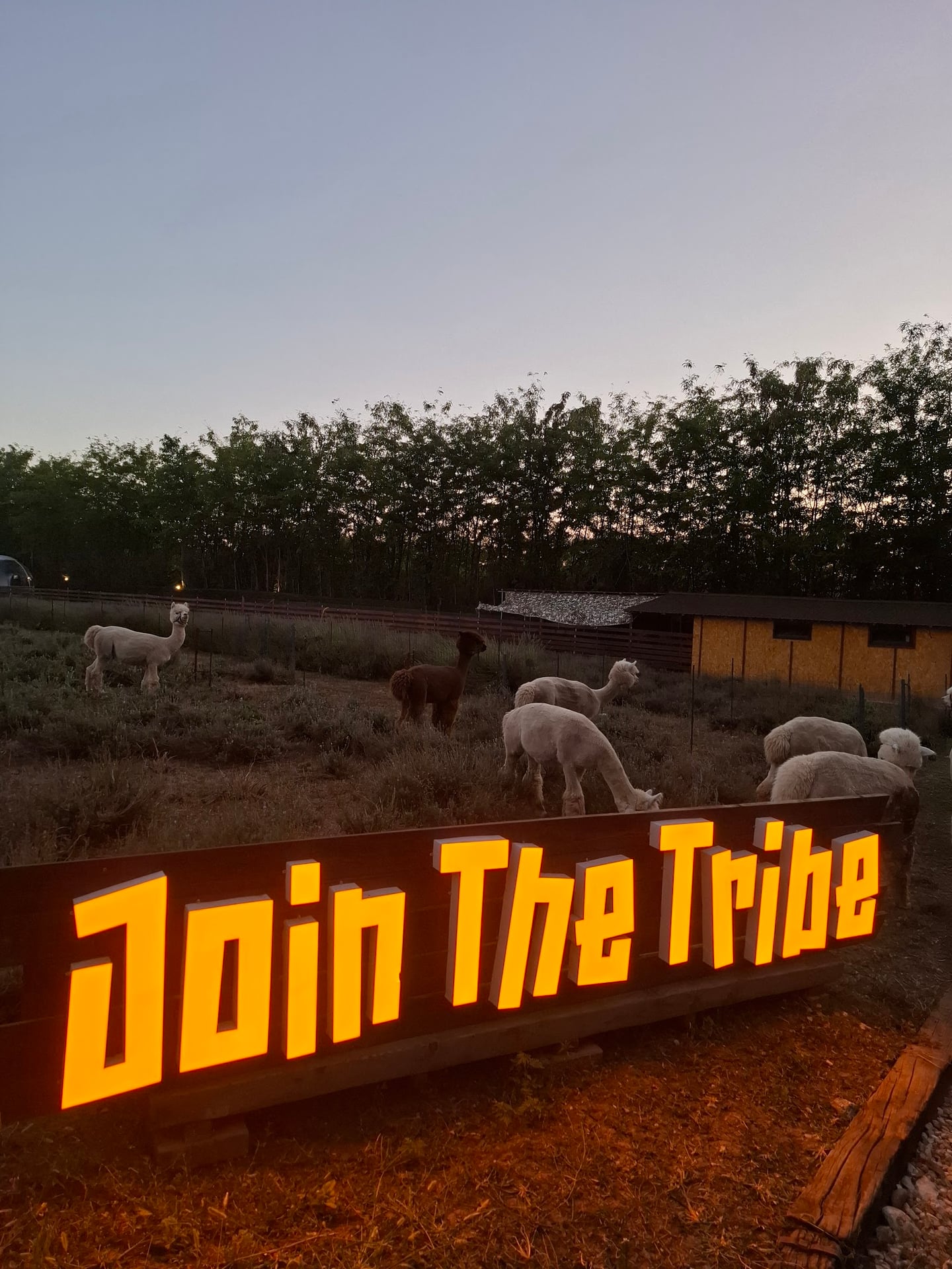 Photo of The Tribe Alpaca Retreat