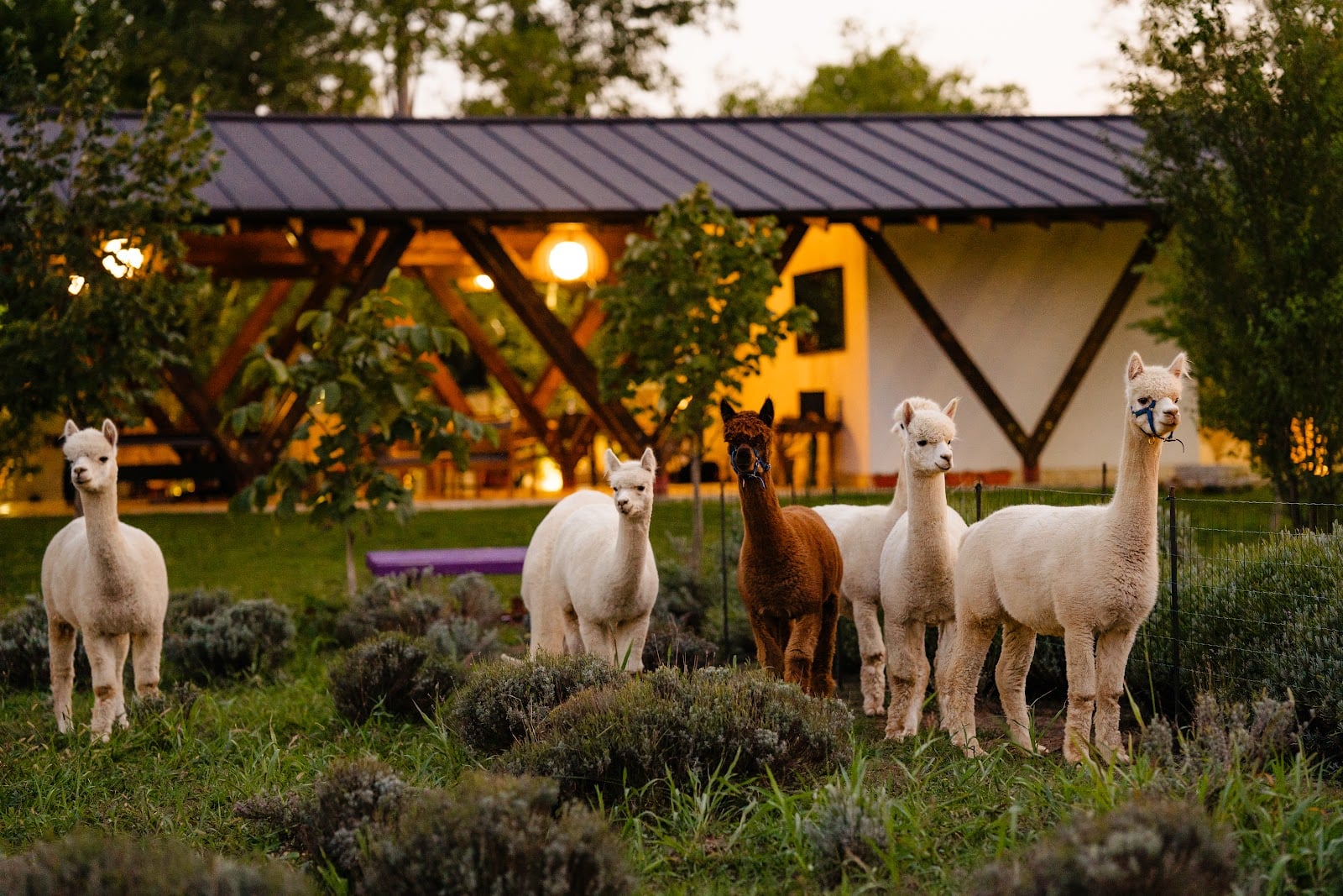 Photo of The Tribe Alpaca Retreat